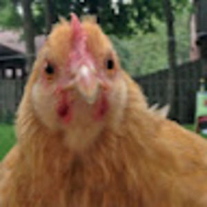Meet your Posher, Fried